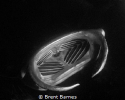 A feeding manta ray at night on the Big Island by Brent Barnes 